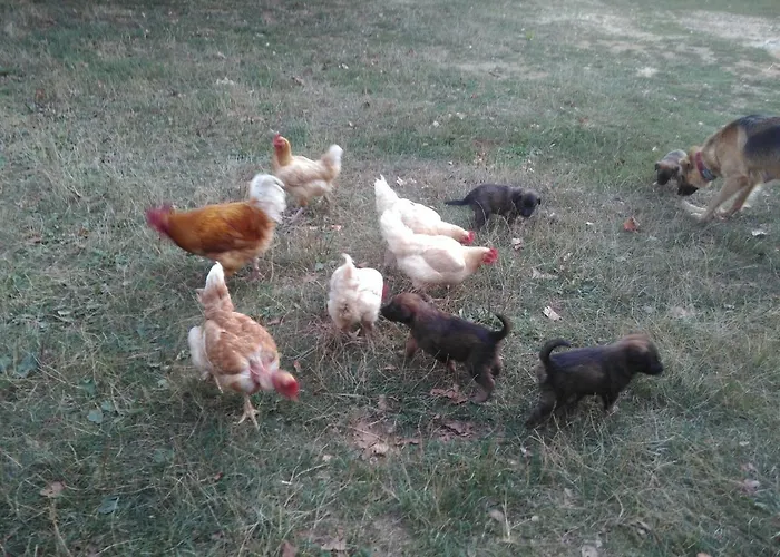 D'hotes 3* Gourdon-en-quercy